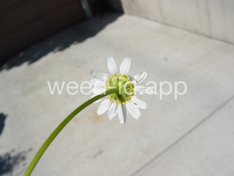 chamomile, wild